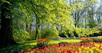 arbre dans un magnifique jardin de tulipes et de fleurs multicolors