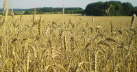 champ de bl en ukraine
