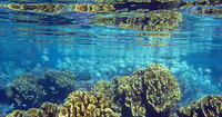 sublime jardin de corail de l'le de tahaa en polynsie