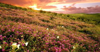prairie de fleurs multicolores au soleil couchant