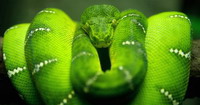 serpent vert enroul sur une branche