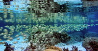 banc de poissons dans le magnifique jardin de corail de l'le de tahaa en polynsie