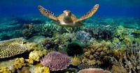 tortue dans un rcif coralien