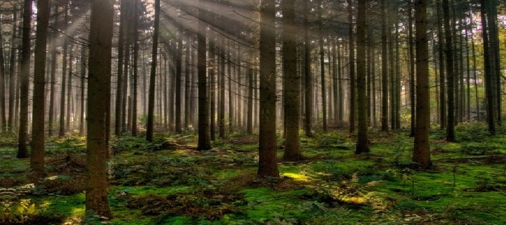 photos d'une fort d'arbres avec des rayons de soleil