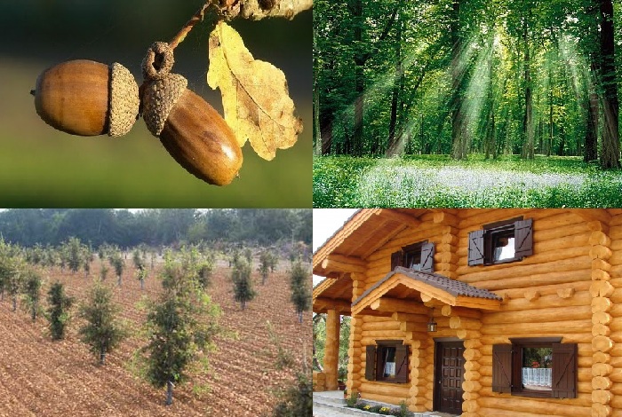 photos de fort et d'arbres transforms en bois de construction